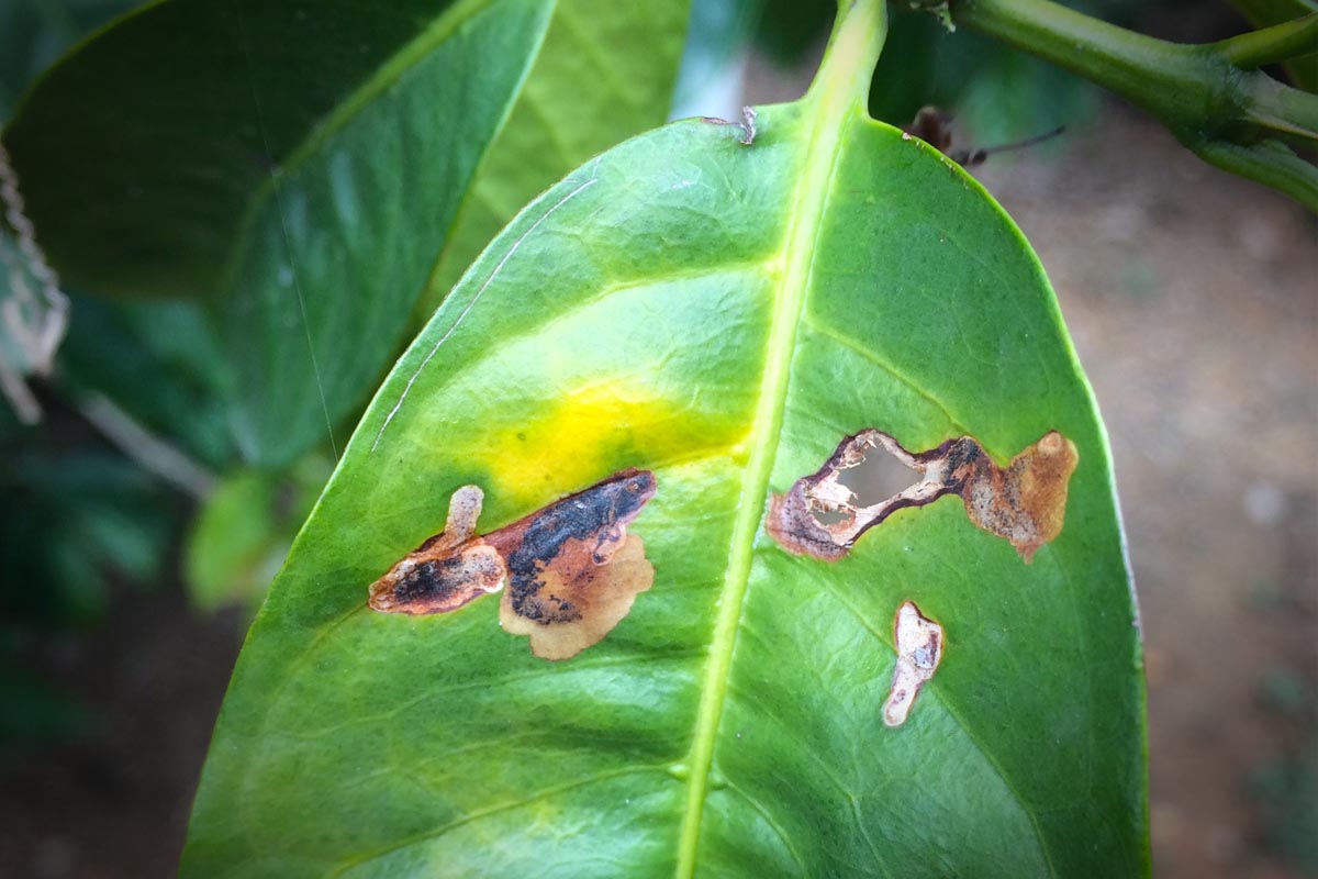 A Closeup of Coffee Rust (Roya) Damage To A Coffee Leaf