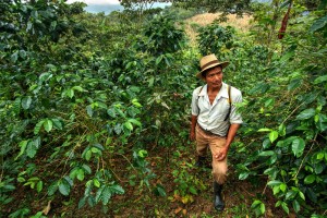 A coffee farmer associated with the Coffeelands Foundation, pictured in his field surrounded by healthy coffee plants