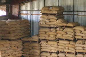 Specialty green coffee in burlap sacks stacked at a warehouse in Goroka, Papua New Guinea