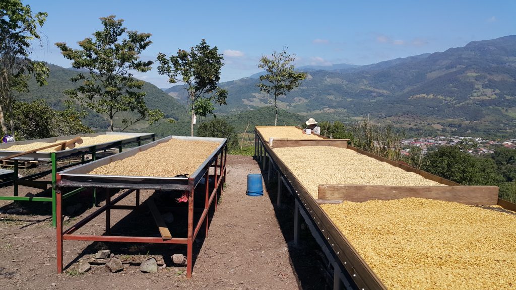 Raised drying beds and washed, sun dried green coffee, sun drying on a hillside overlooking Montecillos, Honduras