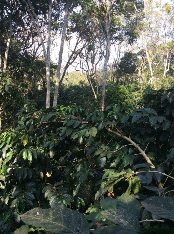 Arabica coffee trees planted in the forest are protected by a natural shade canopy and vegetation in Bucaramanaga, Colombia in the Sandander Department