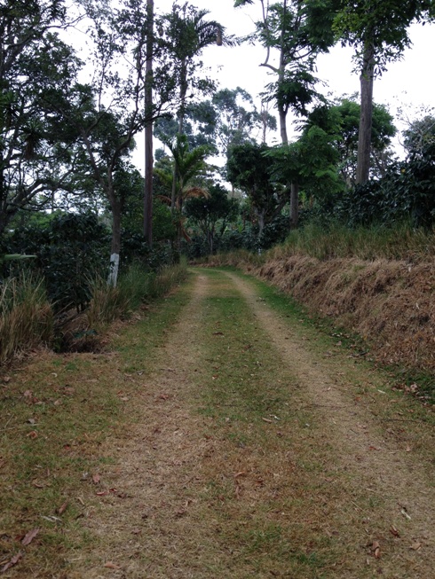The dirt access road lined with coffee trees on the way to the Las Pavas coffee farm in Costa Rica