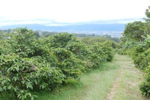 Healthy arabica coffee trees line the walking trail at the El Tigre coffee farm in Costa Rica