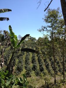 Rows of specialty grade arabica coffee trees planted on a hill side on a coffee plantation in Costa Rica