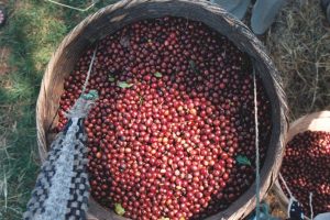 A freshly handpicked basket of red, ripened coffee cherries on a coffee farm in El Salvador