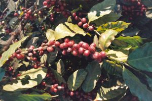 A closeup photograph of ripened, red coffee cherries ready to be picked off the vine on a coffee farm in El Salvador bear a striking resemblance to red grapes.