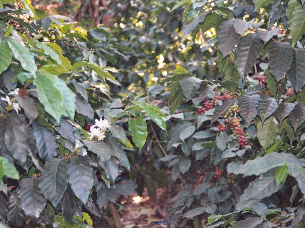El Salvador Coffee Trees & Blossoms.