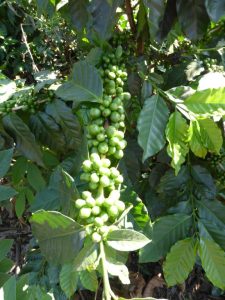 Unripened green coffee cherries in Guatemala look like green grapes shining in the sunlight on the vine.