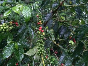 Red ripened coffee cherries scattered among green, unripened coffee cherries and coffee plants on a coffee farm in Honduras