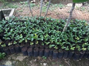 Sustainable, rust-resistant young coffee saplings in Oaxaca, Mexico