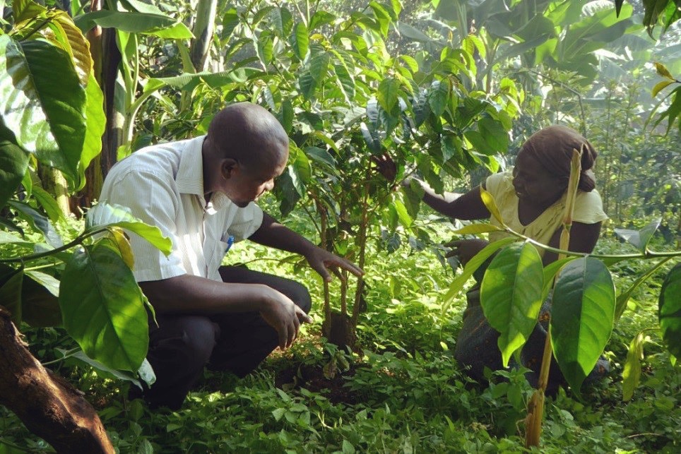 Coffee farmers kneeling down in a grove of healthy coffee trees protected by a natural shade canopy of tall forest trees in Kapchorwa Uganda