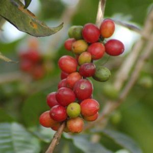 Closeup of Coffee Cherries on the Vine in Papua New Guinea