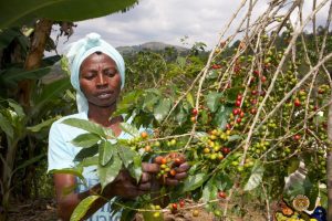 Female Rwandan Coffee Farmer Picking Coffee Cherries for the Misozi Hingakawa Women's Coffee Cooperative