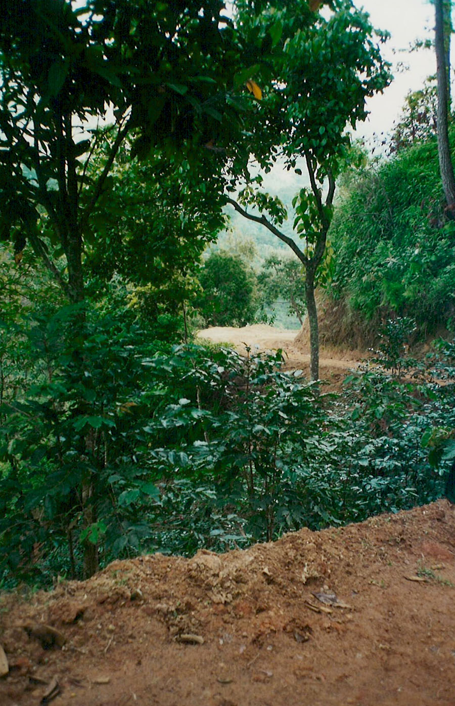 Arabica Coffee Trees Along Farm Access Road to Rancho San Francisco, Chiapas, Mexico