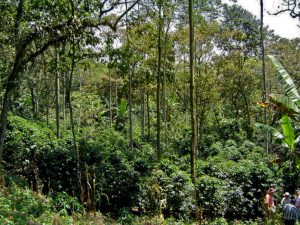 Shade Grown Colombian Coffee Farm and Coffee Trees in Bucaramanga, Santander Department