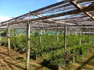 Environmentally Friendly Covered Coffee Sapling Nursery, Eastern Higlands Papua New Guinea