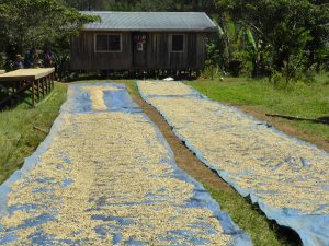 Sun Dried Green Coffee Drying Beds, Eastern Highlands, Papua New Guinea