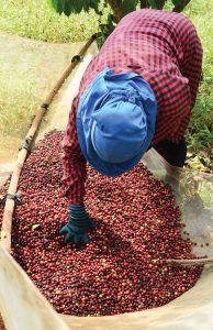 Honduran Coffee Farmer from the Kingdom Growers Coop with Handpicked Red Coffee Cherries