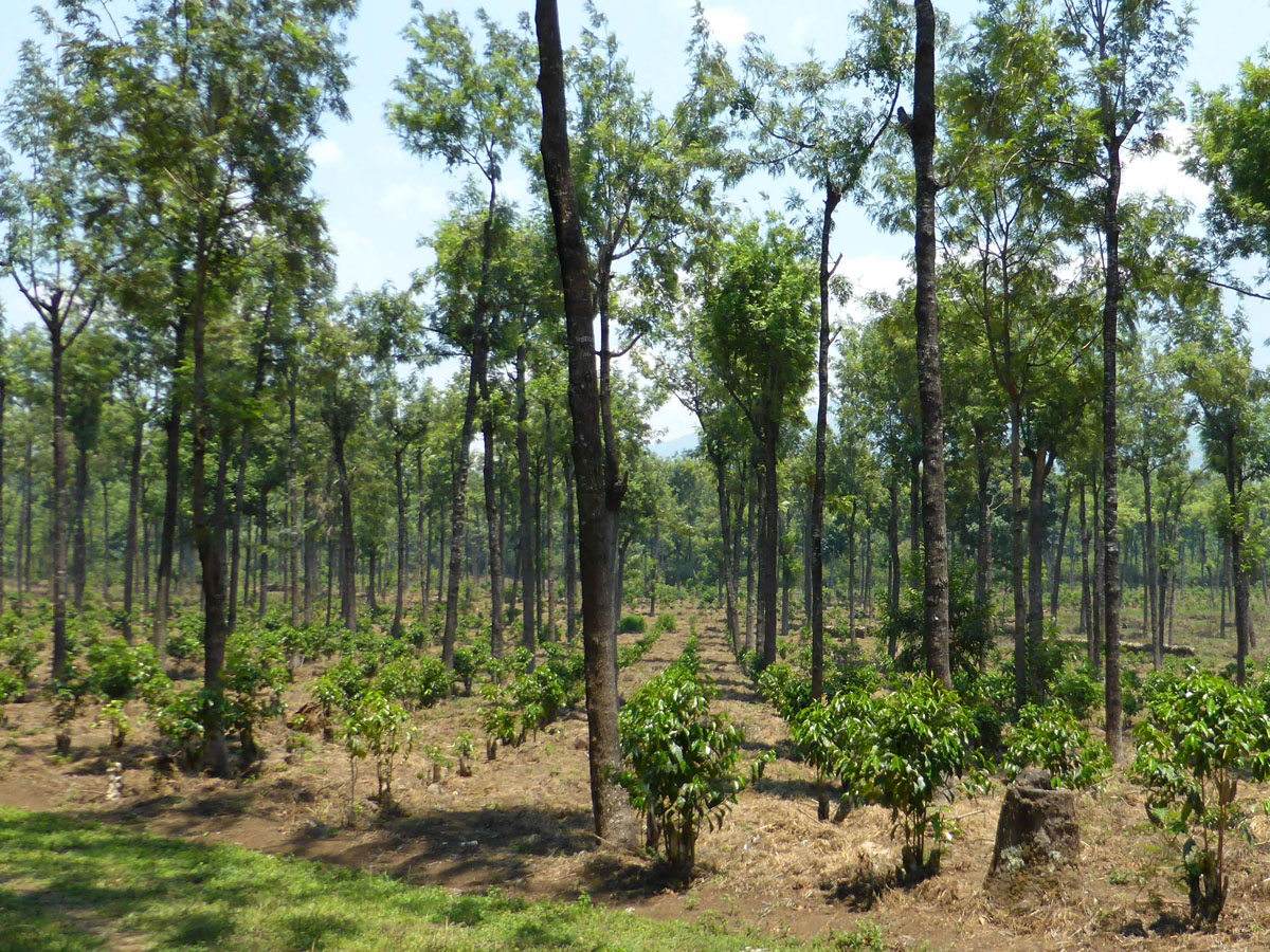 A natural shade canopy protects young coffee saplings on a farm in Guatemala