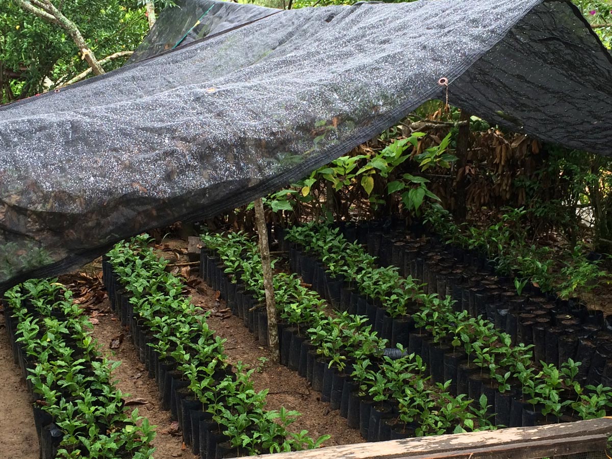 Covered Coffee Sapling Nursery in Ixtepec, Oaxaca, Mexico