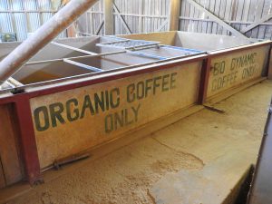 Papua New Guinea Organic Green Coffee Bins At The Dry Mill