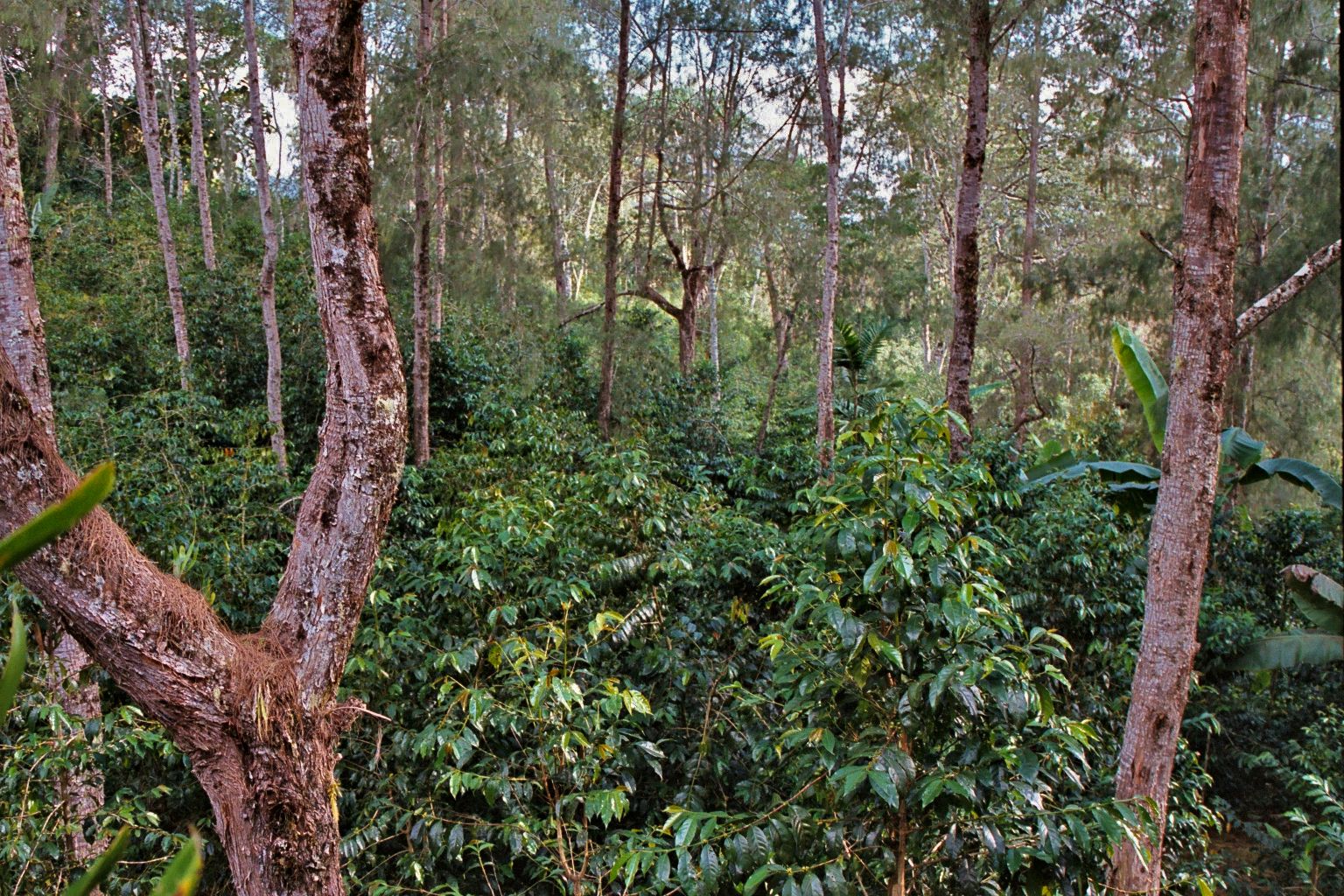 Natural shade grown coffee trees planted throughout the Eastern Highland forests of Papua New Guinea