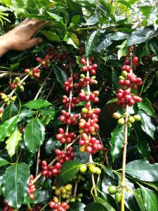 Ripened Red Sumatran Coffee Cherries, Wahana Estate Indonesia