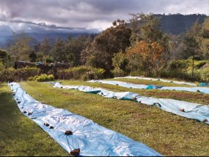 Blue tarps laid out on a hillside in Papua New Guinea awaiting the arrival of freshly pulped arabica coffee beans to be sun dried prior to export.