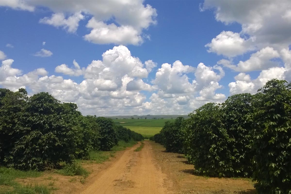 Brazilian Coffee Trees and Coffee Farm Dirt Access Road