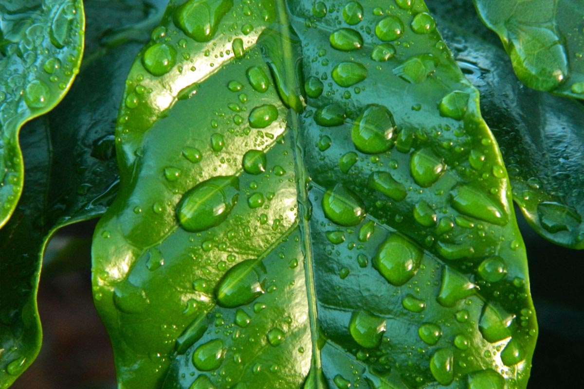Closeup of rain drops on a coffee leaf