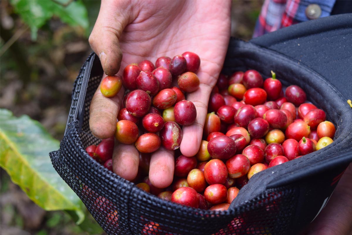 Coffee farmer holding red coffee cherries