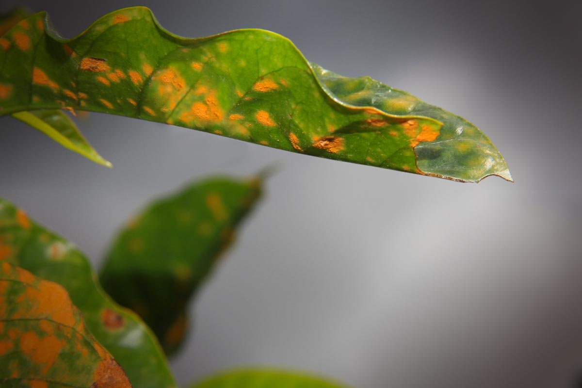 Closeup of Coffee Leaf Rust or La Roya Damage