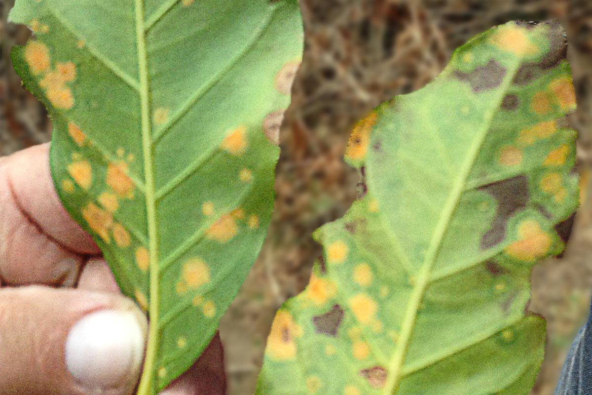 Closeup of Coffee Leaf Rust