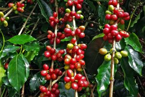 Sumatran coffee cherries and coffee trees