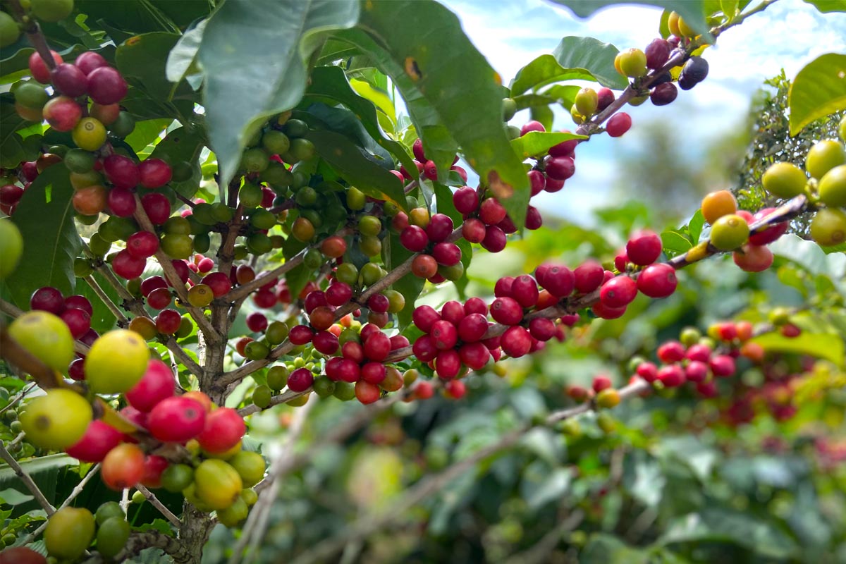 Costa Rica Tarrazu Coffee Cherries