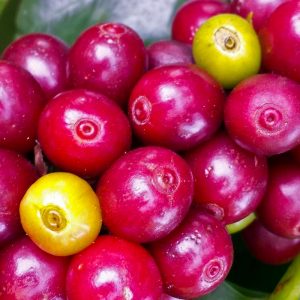 Kenya Red Coffee Cherry Kahuro Wash Station