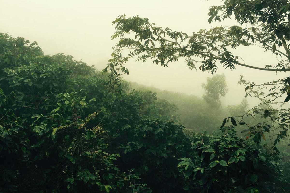 Honduras El Socorro Microlot Coffee Trees