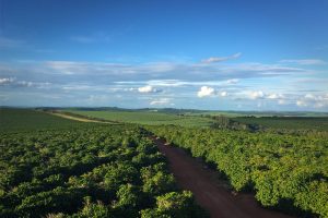 Minas-Gerais-Brazil-Prima-Qualita-Coffee
