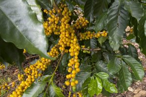 Costa Rica Hacienda Sonora Coffee Cherries