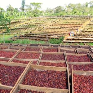 Ethiopia Guji Coffee Cherries