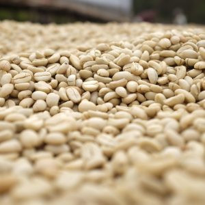 Ethiopia Coffee Beans Drying In Parchment
