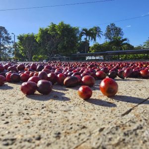 El Salvador Familia Pacas Coffee Cherries Closeup