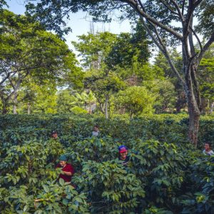 El Salvador Familia Pacas Coffee Tree Grove