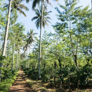 Javanese Coffee Plantation, East Java, Indonesia