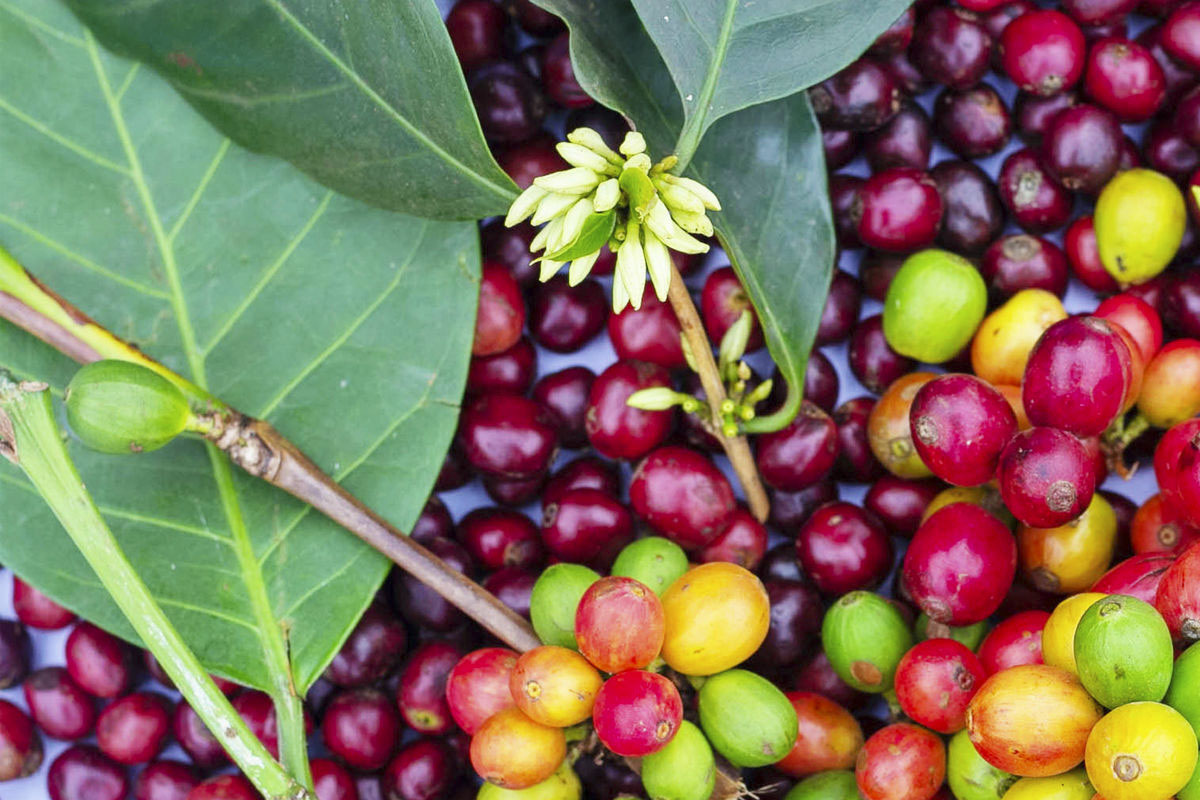Closeup of red Costa Rica coffee cherries