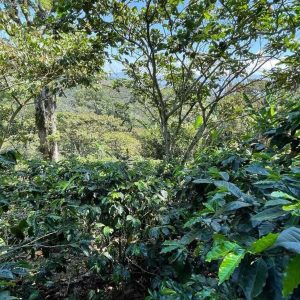 Blue Skull Coffee Farm in Chiapas Mexico